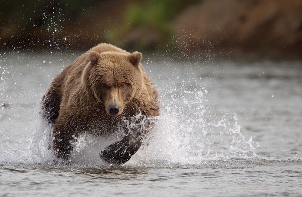 charging bear