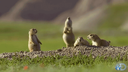 Prairie dogs